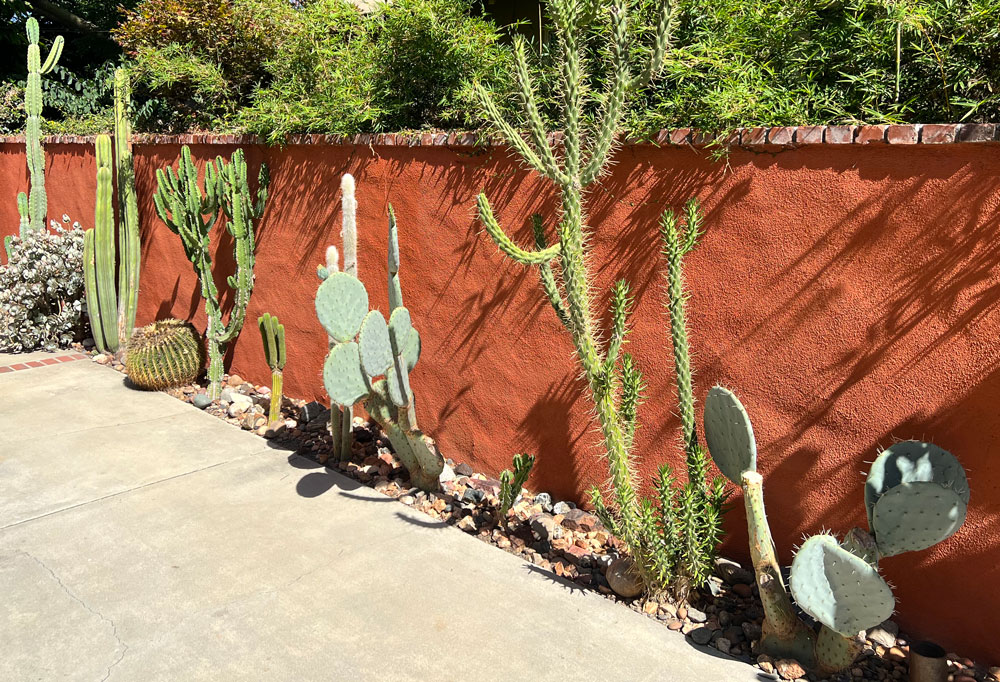 Photo of my Cactus Garden